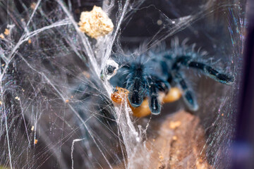 Carabina versicolor - Tarantula