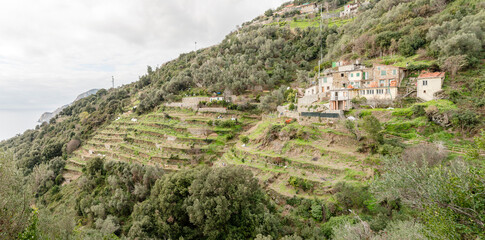 Fototapeta na wymiar terraced slope near Monterosso village, Italy