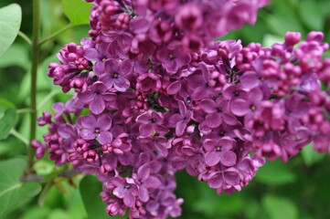 Fototapeta na wymiar flowering branch of lilac against the background of green foliage in spring