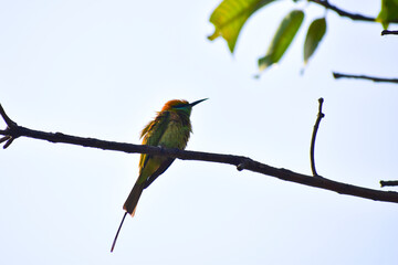 Green bee-eater on the branch.