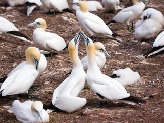 Closeup of two northern gannets touching beaks in typical fencing behaviour while in their breeding...