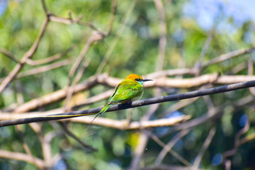 Green bee-eater on the branch.