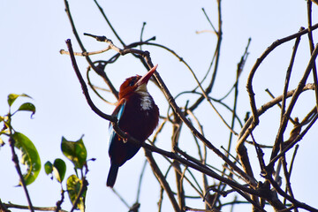 The white-throated kingfisher also known as the white-breasted kingfisher is a tree kingfisher sitting on a branch