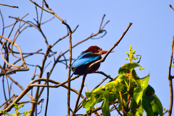 The white-throated kingfisher also known as the white-breasted kingfisher is a tree kingfisher sitting on a branch