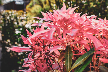 pink flowers in the garden