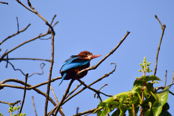 The white-throated kingfisher also known as the white-breasted kingfisher is a tree kingfisher sitting on a branch