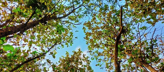 Fototapeta premium branches against blue sky