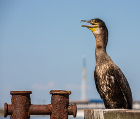 great cormorants resting on old rusty pier by the sea