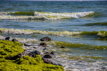 Stones covered with algae on the sandy beach of the sea in the bright sun and small waves