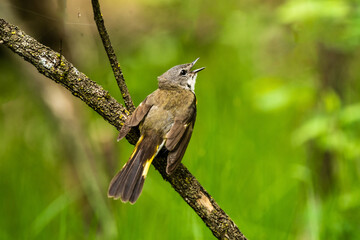Immature male American Redstart (Setophaga ruticilla), singing as a way of marking his territory. 👨 