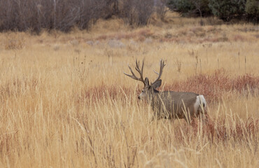 Buck Mule Deer in the Fall Rut in Colorado