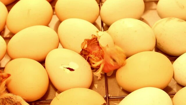 Little hatching chick paying its last efforts to get out of the egg in an incubator. The birth of a chicken