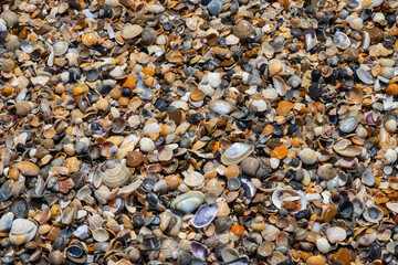 Sea shells on sand. Summer beach background. Top view