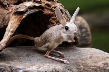 The Long-eared Jerboa (Euchoreutes naso) on wood.