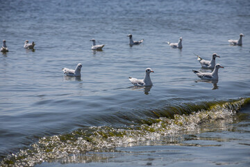 A group of seagulls floating on water Sea. sunny day