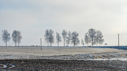 Beautiful trees in winter landscape in snowfall on dramatic sky background. Frosted trees on the field against a sky.