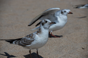 Seagulls on the sand of the sea beach in summer light. Creative natural background: seascape with seagulls