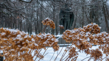 Close-up view of dry plants in the park are covered with hoar frost. Selective focus. Cold snowy weather.