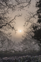 Frosty and misty winter morning 