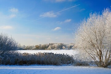 Frosty day in January. On the shore of the lake willows covered with hoarfrost. Blue sky.