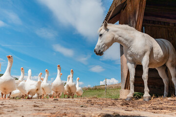 Horse and geese - farm animals in the countryside - 485142486