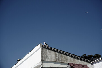 roof of the church