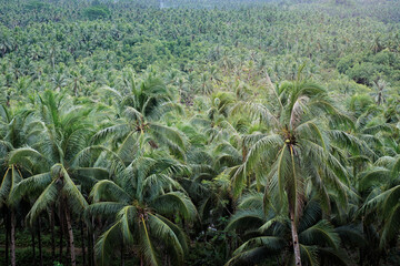 Fototapeta premium Tropical landscape. Big coconut palm trees plantation.