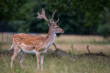 Naklejka na ściany i meble Fallow Deer in Woodlands in England