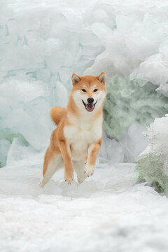 A beautiful dog of the Shiba Inu breed in winter on ice. High quality photo