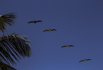 Aves