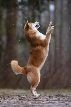 A beautiful dog of the Shiba Inu breed stands on its hind legs. High quality photo