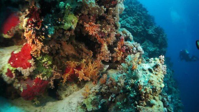 Slow motion staghorn corals on sandy bottom on reef. Amazing, beautiful underwater world Red Sea and life of its inhabitants, creatures and diving, travels with them. Wonderful experience in sea