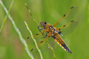 blue dragonfly on a leaf