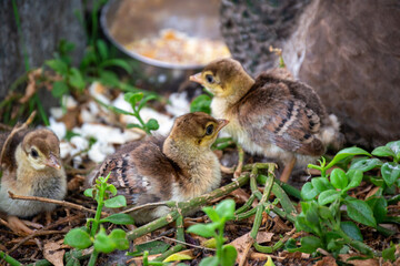 Peafowl Babies