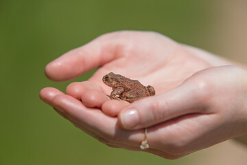 Frog in young girls hands with ring on, blue background animal kids women girls wildlife 