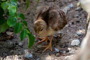 Peafowl Babies