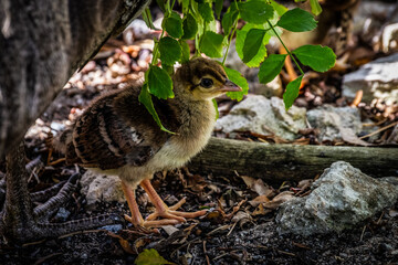 Peafowl Babies