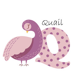 An illustration for the English alphabet depicting a quail, for teaching young children with beautiful typography. ABC - letter q