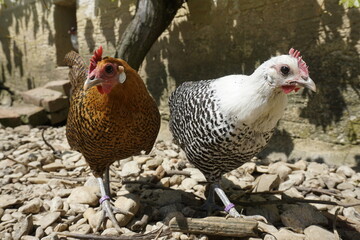 Zwei neugierige Zwerg-Brakel Hennen(Hühner)