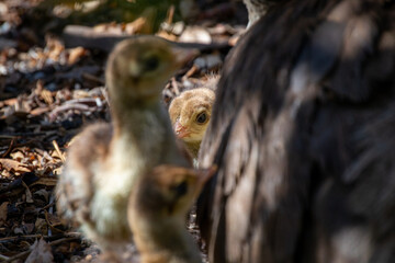 Peafowl Babies