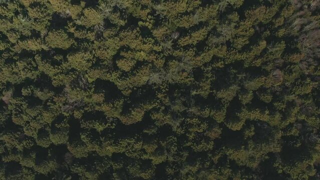 青木ヶ原樹海の空撮動画
