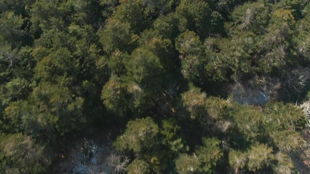 青木ヶ原樹海の空撮動画