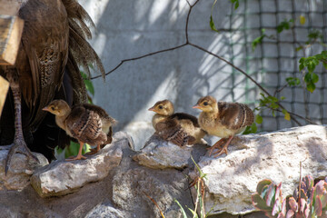 Peafowl Babies