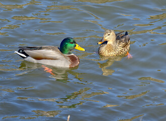 Male and Female Mallard Ducks swimming in Lynx Lake AZ