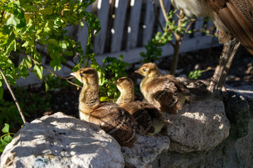 Peafowl Babies