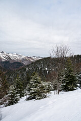 Fototapeta na wymiar Sapins en montagne