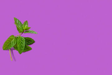 Fresh mint on purple background with copy space.