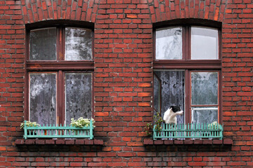 Dog in the window, Ksiezy Mlyn (Ksiê¿y M³yn) housing estate, Lodz, Poland