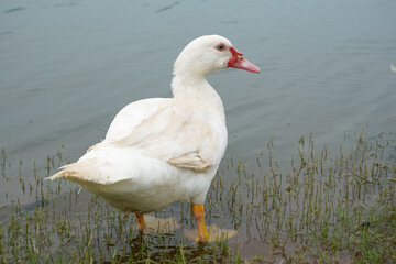 The mute swan (Cygnus olor) is a species of swan and a member of the waterfowl family Anatidae. The greylag goose or graylag goose (Anser anser) is a species of large goose in the waterfowl family.