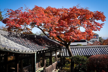 Fototapeta premium japanese maple tree